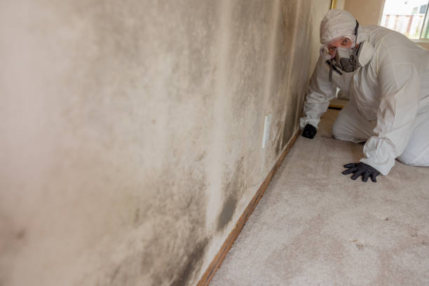 Best Environmental Consulting for Mold Prevention  in Lovell, WY